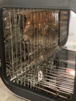 Máy tiệt trùng Fatz queen 1 (BH 9/7/2026), nobox - Ảnh 3