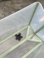 Bồn tắm gấp gọn kèm ghế tựa lưng cho bé có đế chống trượt, Stokke viền màu xanh lá ( full box) - Ảnh 12